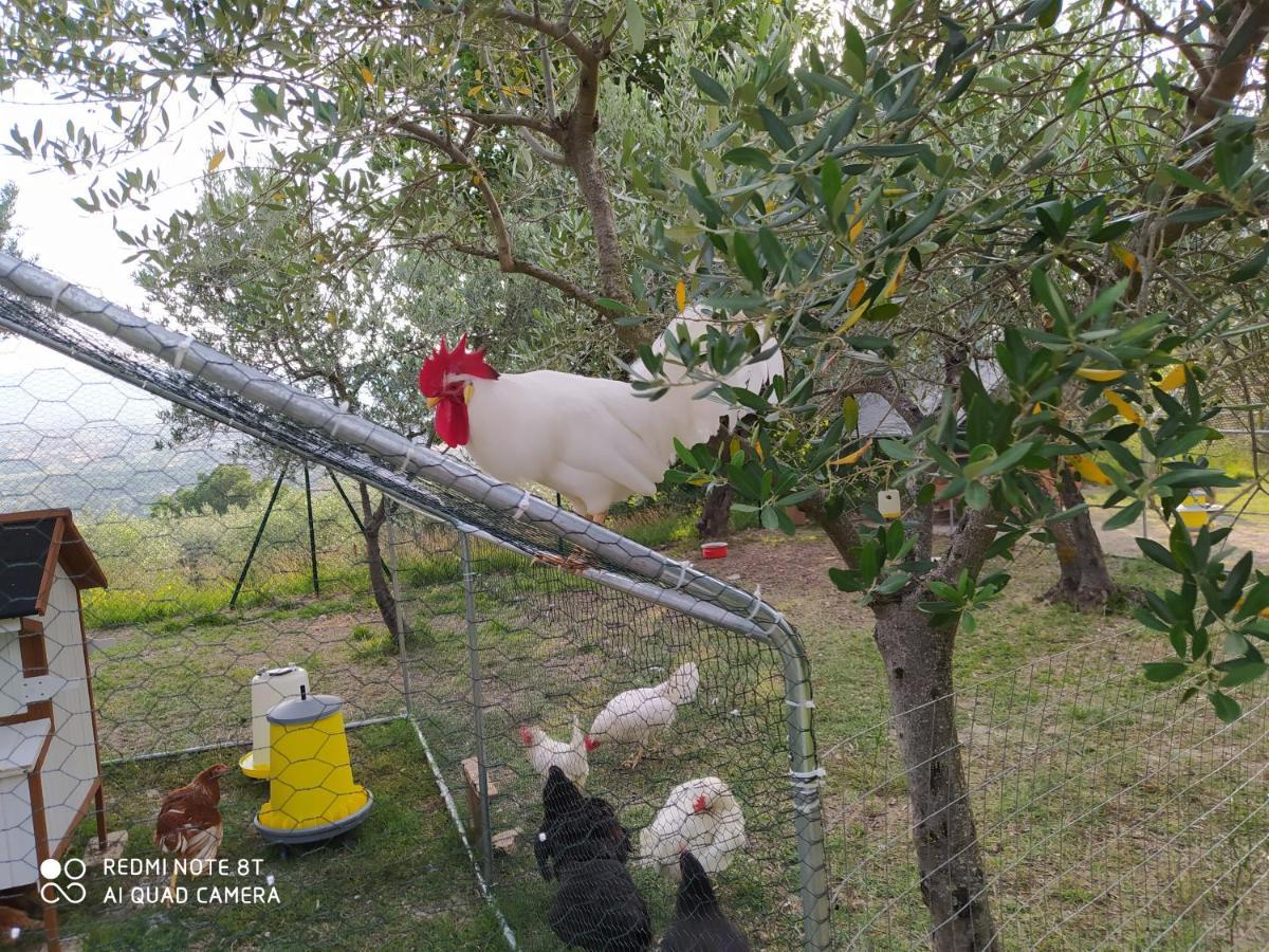 Azienda Agrituristica Il Moraiolo Bauernhof