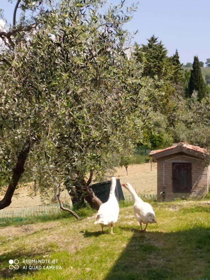 Azienda Agrituristica Il Moraiolo Foligno