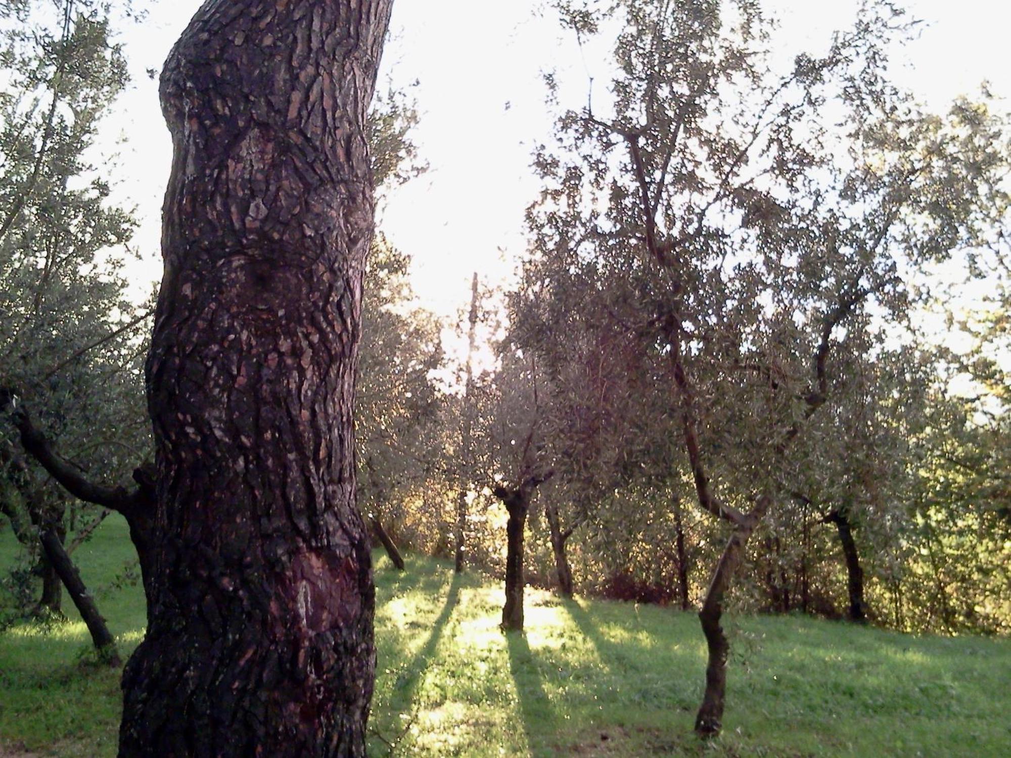 Azienda Agrituristica Il Moraiolo Foligno